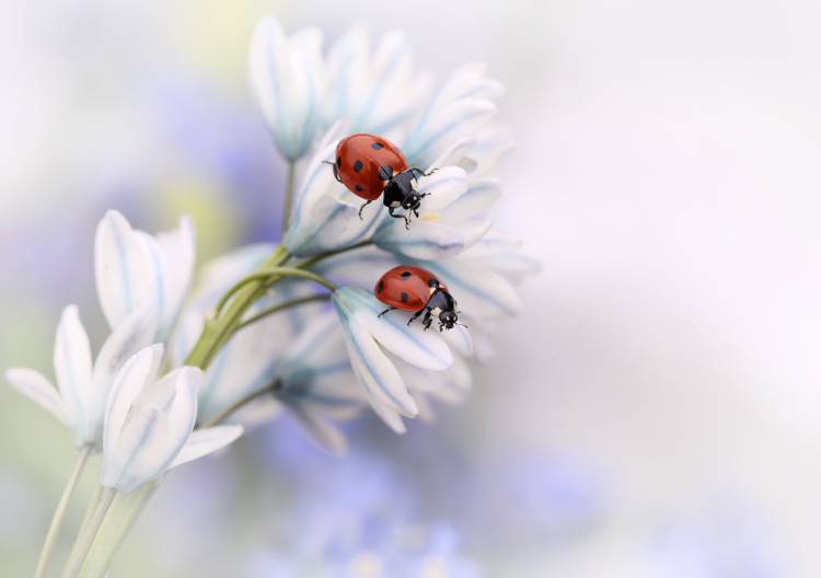 Ladybirds à Ellen Van Deelen