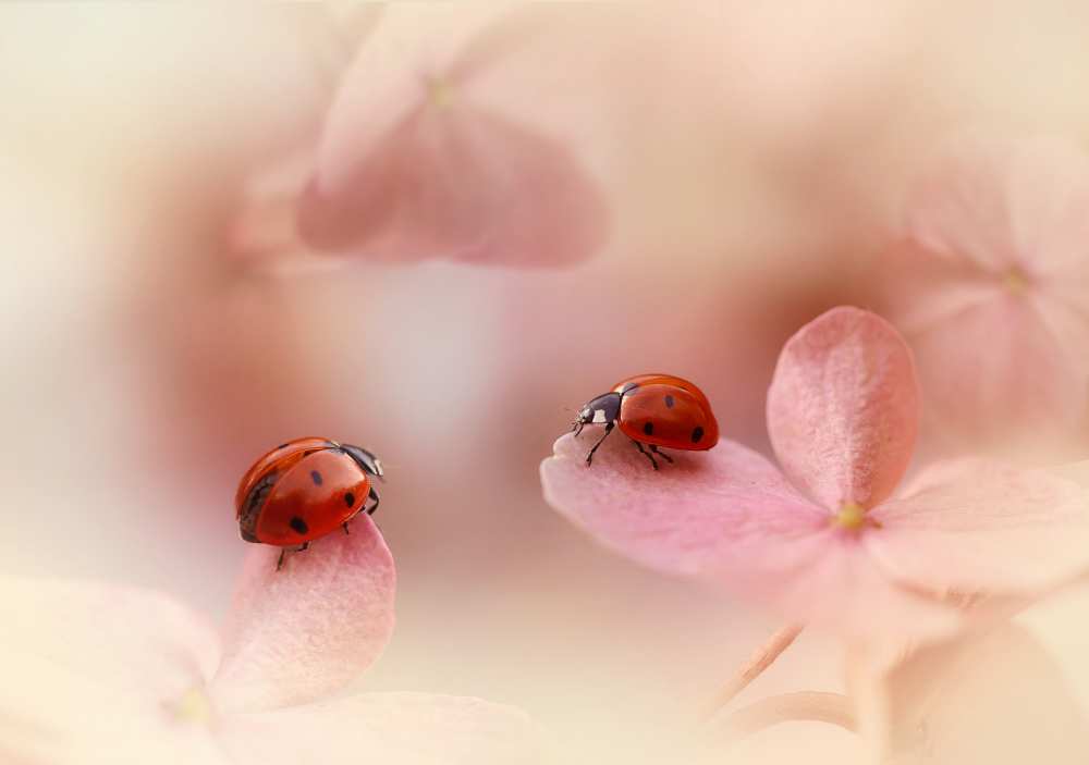 Ladybirds on pink hydrangea. à Ellen Van Deelen