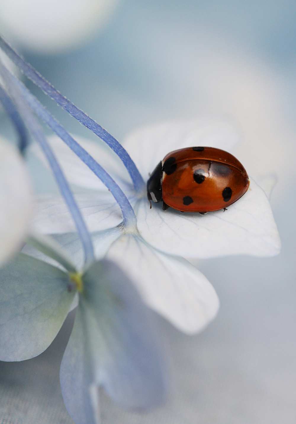 Ladybug à Ellen Van Deelen