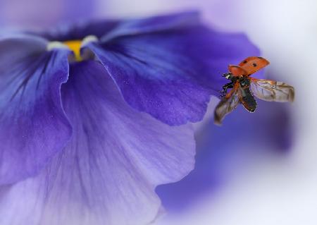 Ladybird almost flying away