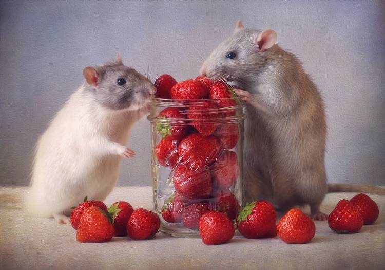 Strawberries à Ellen Van Deelen