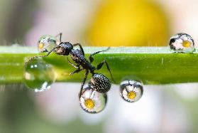 the ant between the drops