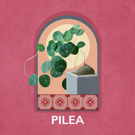 Green Sets Pilea