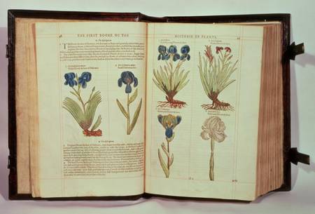 Iris (Flowers de-luce), six varieties from 'The First Booke of the Historie of Plants' à Emilie Gerard
