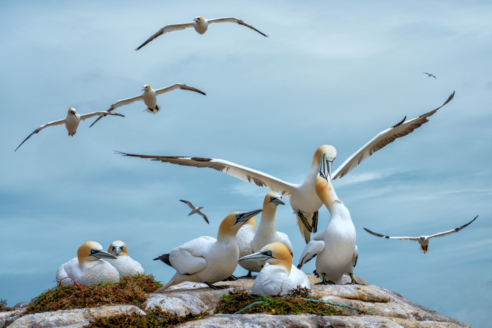 Northern gannets à Emilio Pino