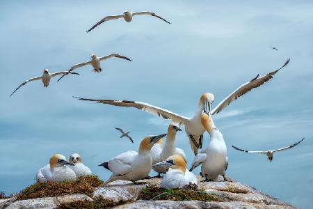 Northern gannets