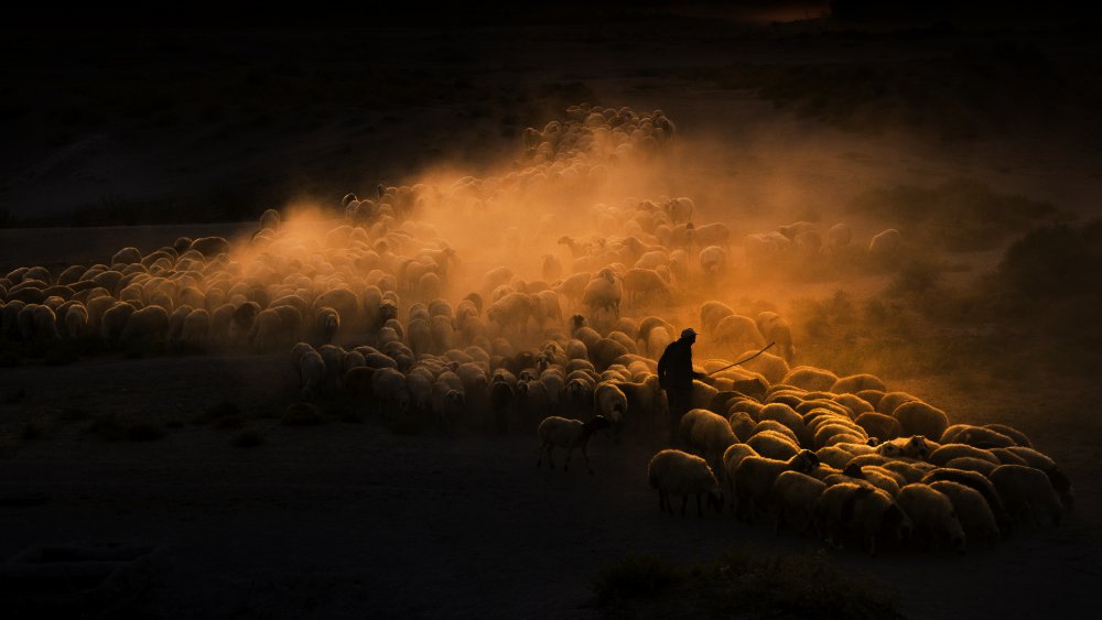 Herd of sheep à Emir Bagci