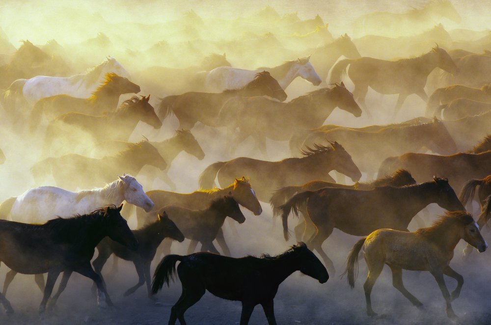 Wild horses à Emir Bagci
