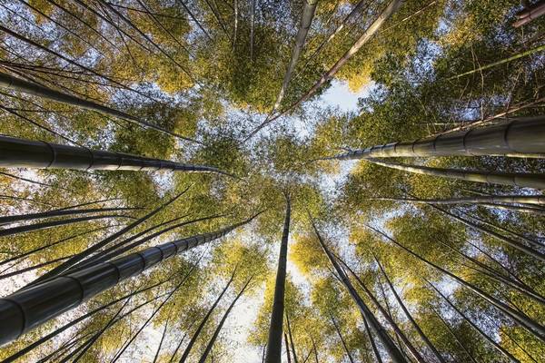 Bamboo Grove à emmanuel charlat