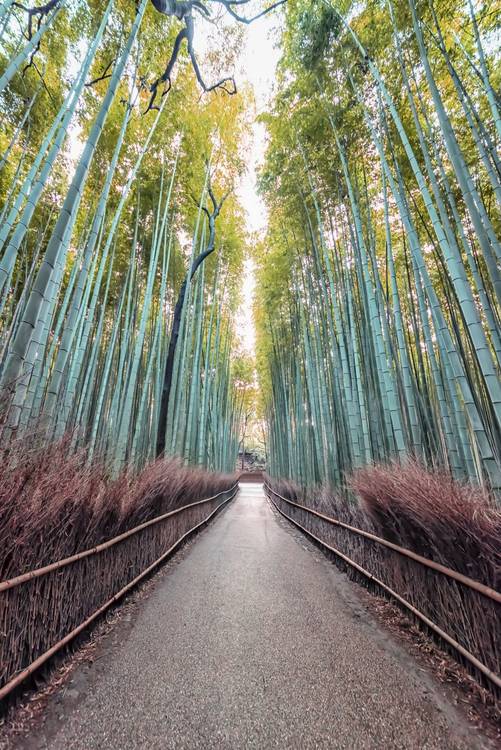 The Bamboo Path à emmanuel charlat