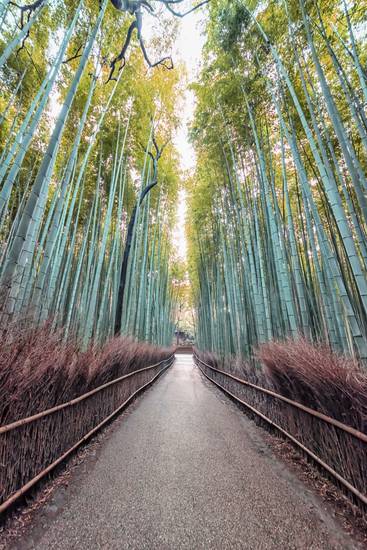 The Bamboo Path