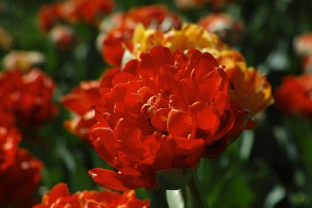 colorful tulips