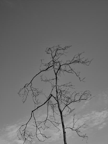 a burned tree and sky