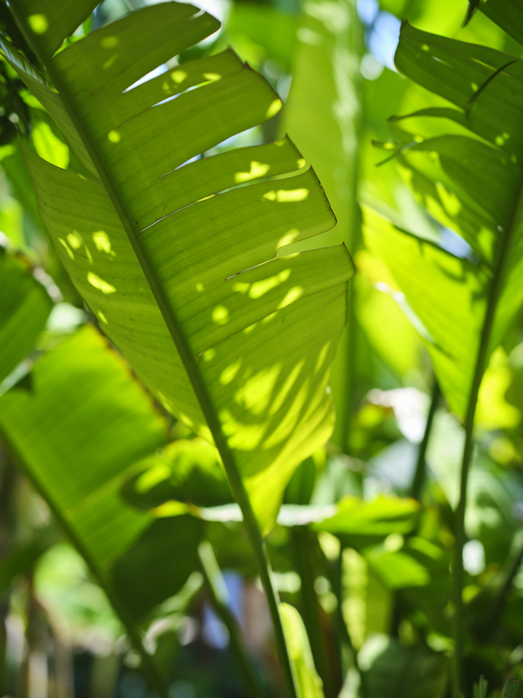palm leaf à engin akyurt