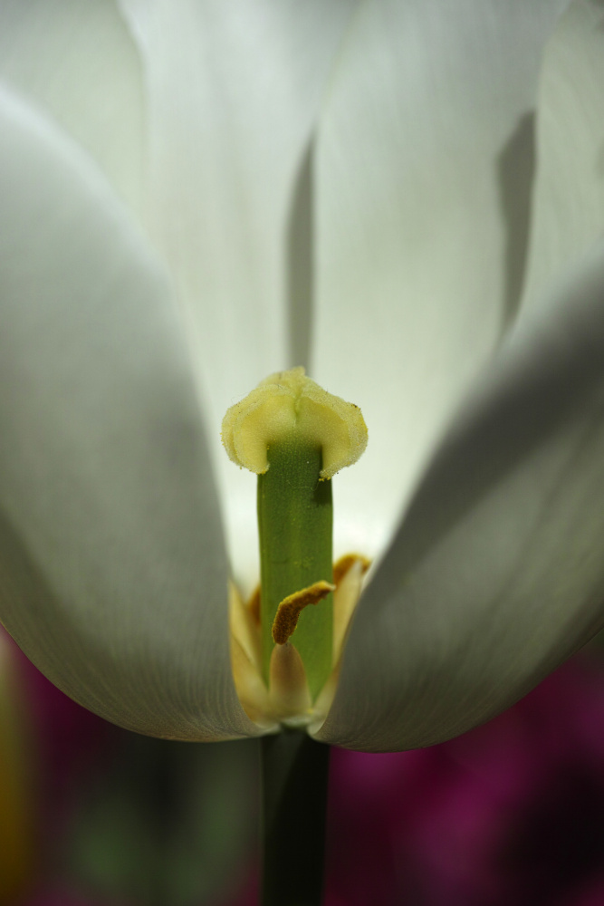 white tulip close up à engin akyurt