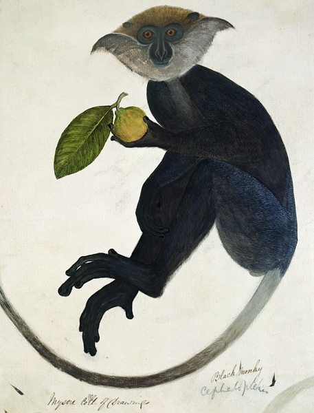 Black Monkey à École anglaise de peinture