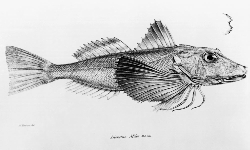 Galapagos Gurnard, plate 6 from ''The Zoology of the Voyage of H.M.S Beagle, 1832-36'' Charles Darwi à École anglaise de peinture