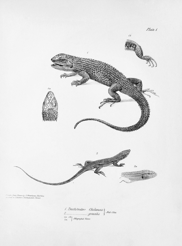 Shingled Iguana, illustration from ''The Zoology of the Voyage of H.M.S Beagle, 1832-36'' Charles Da à École anglaise de peinture