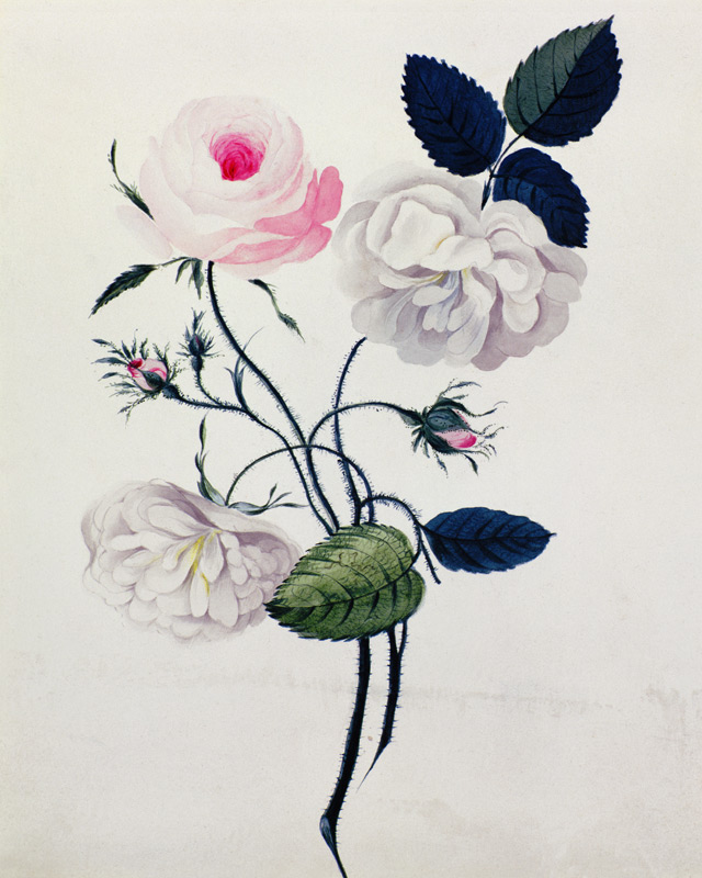 Study of White and Pink Roses à École anglaise de peinture