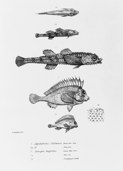 Aspidophorus Chiloensis and Agriopus Hispidus, plate 7 from ''The Zoology of the Voyage of H.M.S Bea à École anglaise de peinture