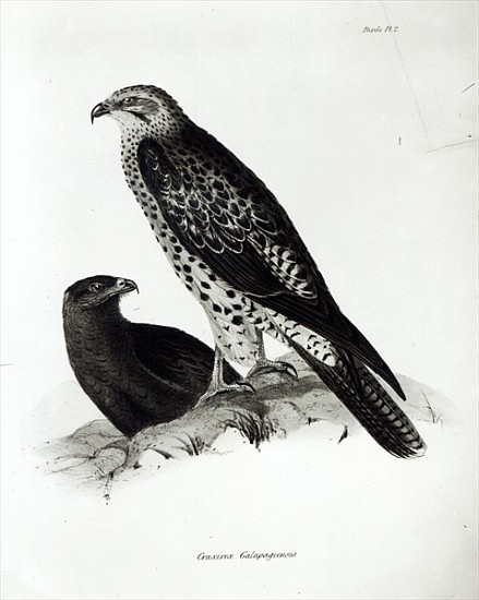Birds of Prey, plate 2 from ''The Zoology of the Voyage of H.M.S Beagle, 1832-36'' Charles Darwin à École anglaise de peinture