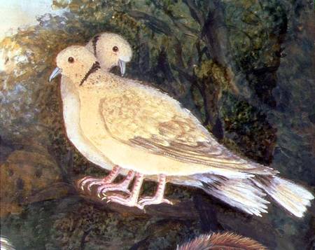 Chicken and Doves near a Farm, detail of doves (w/c à École anglaise de peinture