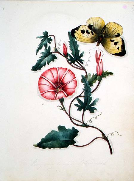 Convolvulus with Yellow Butterfly, from `Flowers' an English Botanical Manuscript (c.1840) à École anglaise de peinture