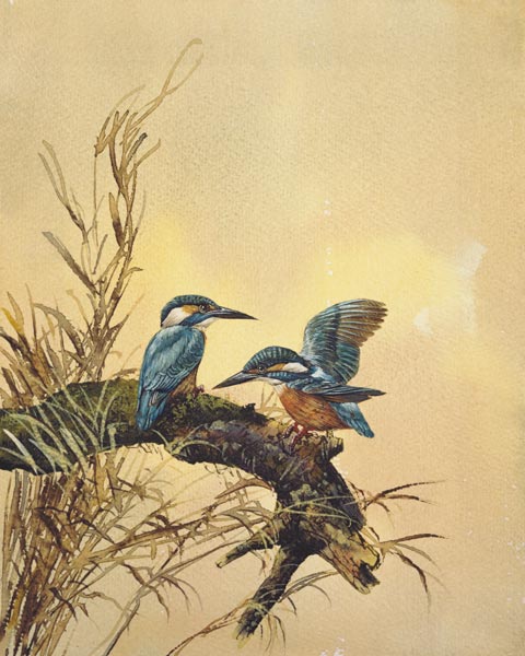 Kingfishers à École anglaise de peinture