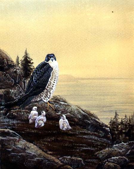 Falcon with its Chicks à École anglaise de peinture