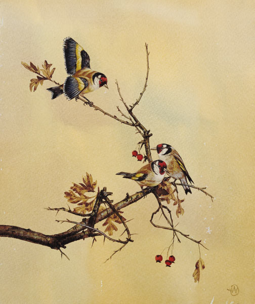 Goldfinches à École anglaise de peinture