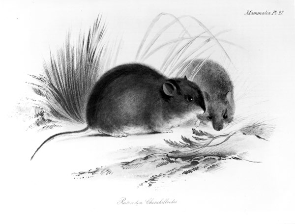 Mouse, Tierra del Fuego, South America c.1832-36 à École anglaise de peinture