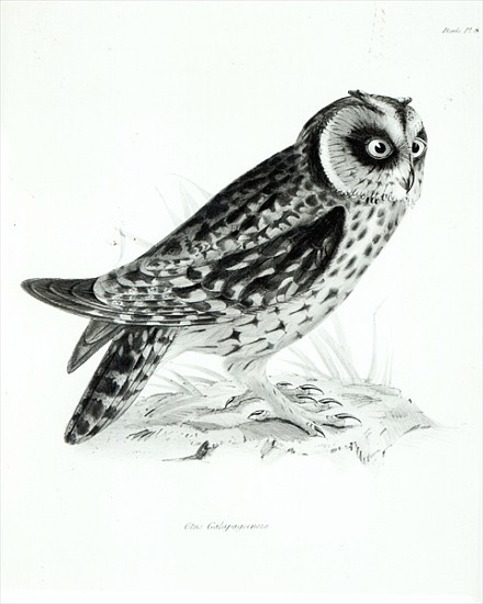 Owl, plate 3 from ''The Zoology of the Voyage of H.M.S Beagle, 1832-36'' Charles Darwin à École anglaise de peinture