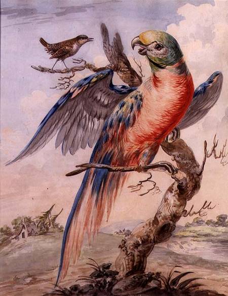 Parrot à École anglaise de peinture