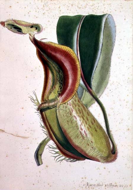 Pitcher plant: Nepenthes villosa (insect eating), signed H.K à École anglaise de peinture