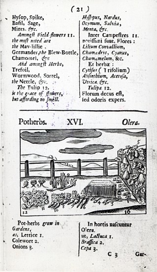 Plant Husbandry from ''Orbis sensualism pictus'' Johann Amos Comenius, published c.1689 à École anglaise de peinture