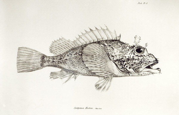 Scorpion Fish, plate 8 from ''The Zoology of the Voyage of H.M.S Beagle, 1832-36'' Charles Darwin à École anglaise de peinture