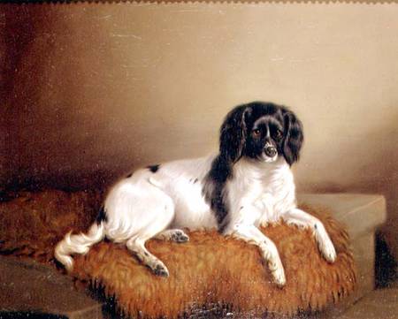 Springer Spaniel à École anglaise de peinture