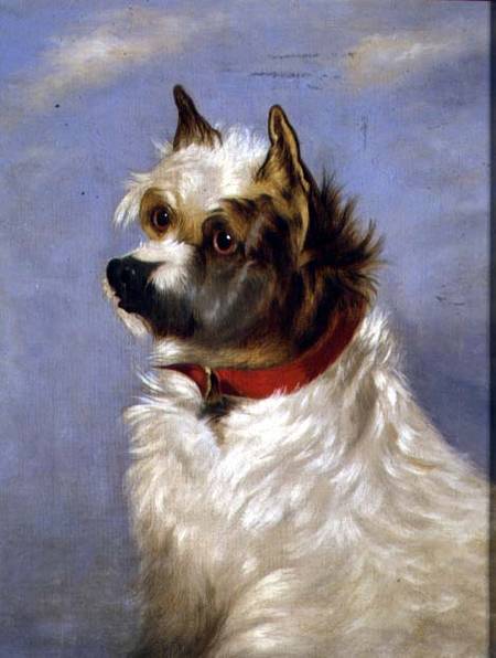 A terrier with a red collar à École anglaise de peinture