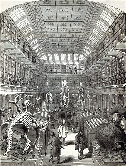 The Hunterian Museum, at the Royal College of Surgeons, from ''The Illustrated London News'', 4th Oc à École anglaise de peinture