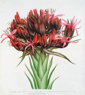 Gymea Lily