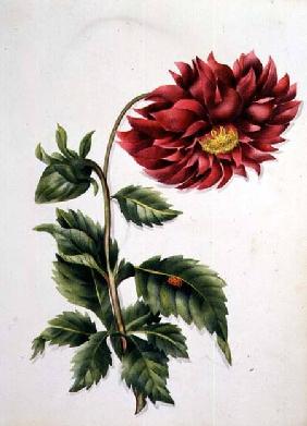 Chrysanthemum, from "Flowers" an English Botanical Manuscript (c.1840)