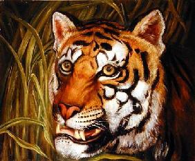 Tiger, tiger burning bright...