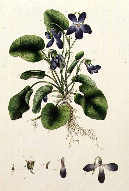 Violets page from an Album of Botanical Studies à École anglaise de peinture
