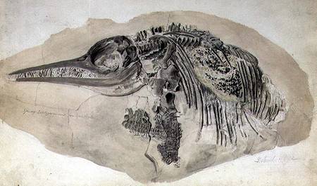 Young Ichthyosaurus from Lyme Regis à École anglaise de peinture