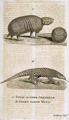 Three Banded Armadillo and Short Tailed Manis, from 'The Gentleman's Magazine', published c.1773, en à Ecole anglaise, (18ème siècle)
