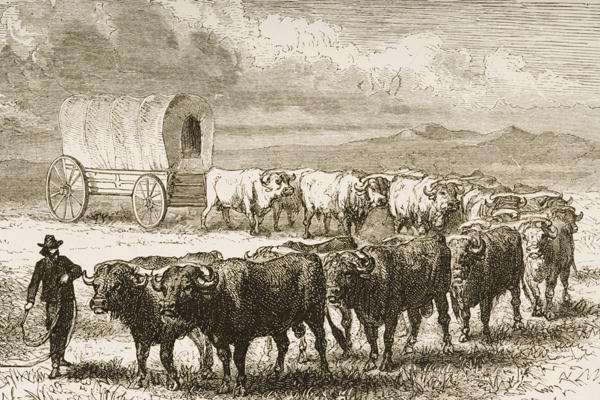 A Bullock Wagon Crossing the Great Plains between St. Louis and Denver, c.1870, from 'American Pictu à Ecole anglaise, (19ème siècle)