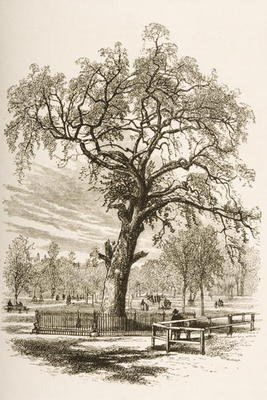 Liberty Tree, Boston Common, in c.1870, from 'American Pictures' published by the Religious Tract So à Ecole anglaise, (19ème siècle)