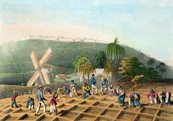 Planting the Sugar-Cane, pub. by Infant School Society Depository, London, c.1820 (etching, engravin à Ecole anglaise, (19ème siècle)