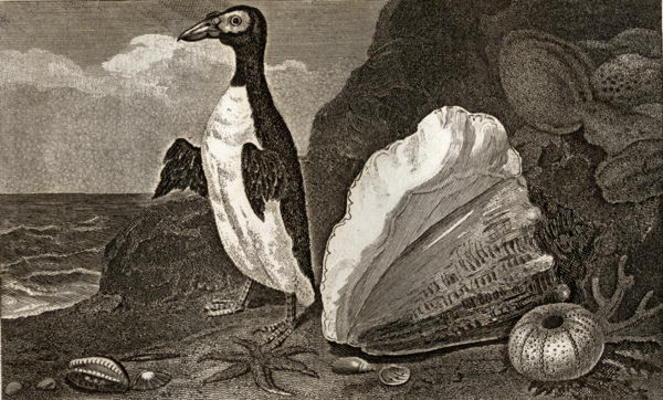The Penguin with the conch and other shells and sponges (engraving) à Ecole anglaise, (19ème siècle)