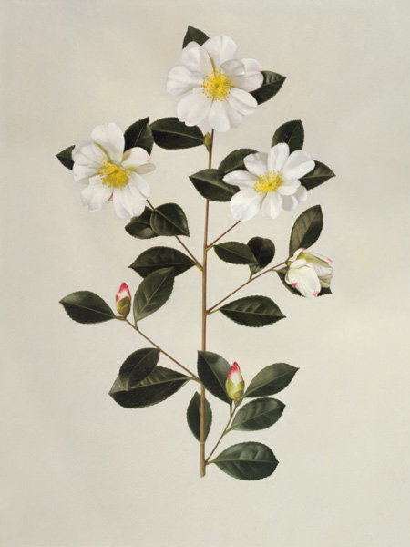 Camellia japonica (oil on paper) à Ecole anglaise, (20ème siècle)